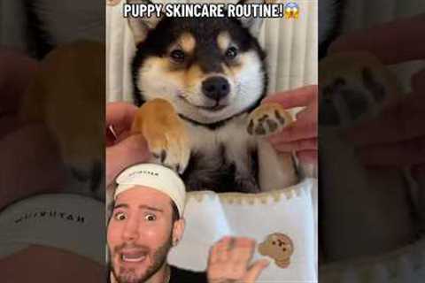 PUPPY SKINCARE ROUTINE!😱 (follow for more!💗) #beauty #skincare #skin #skincareroutine #beautytips